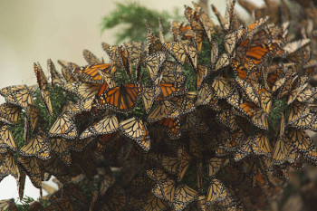Monarch butterflies