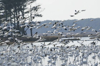 Snow Geese arrive at Chincoteague National Wildlife Refuge