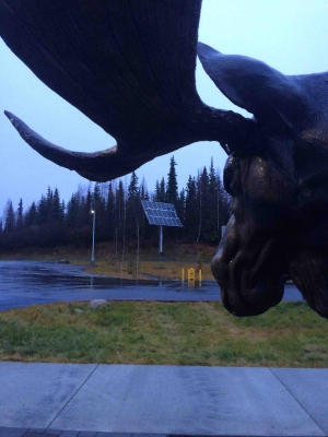Parting shot - Even Moose are Alert to Renewables